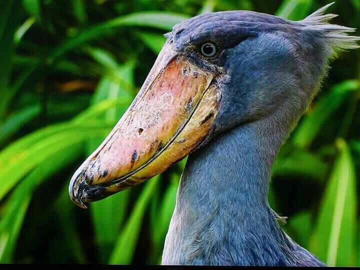shoebill head